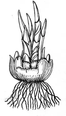 Line Drawing of a Corm