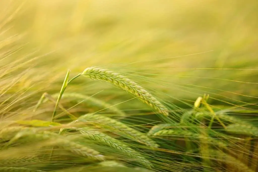 barley, cereal cultivation, barley cultivation-2117454.jpg
