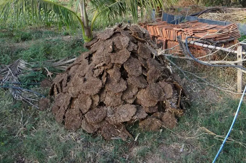 cow dung, fuel, cow pats-272827.jpg