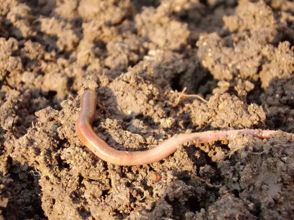 earthworm, soil, dirt-686592.jpg