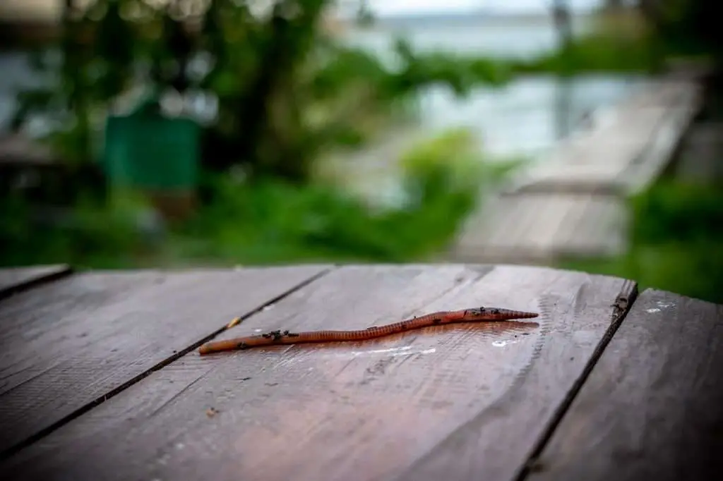 fishing, the worm, bait-4261191.jpg