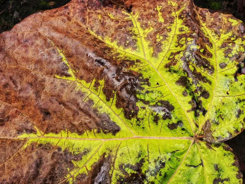 leaf, fallen, autumn-1769422.jpg