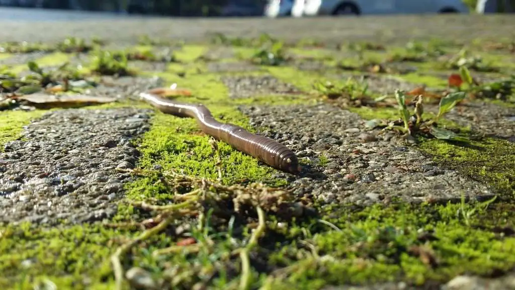 earthworms, the frog's perspective, after the rain-2773457.jpg