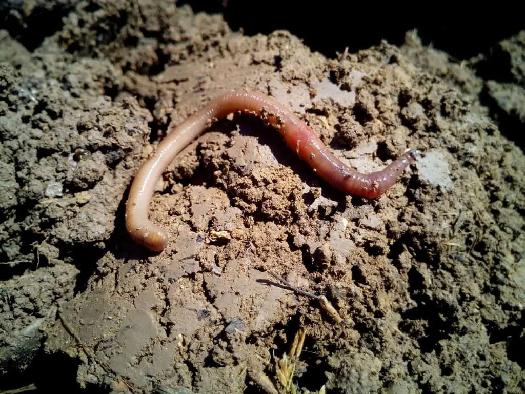 worm, earthworms, earth-1288092.jpg