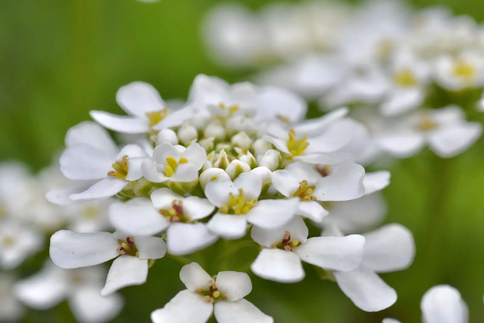 Close-Up Shot of White Annual Candytuft Flowers