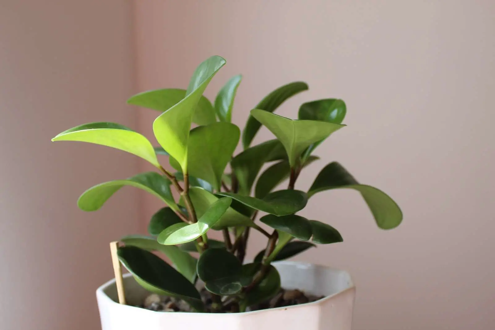 green plant on white ceramic pot - Peperomia