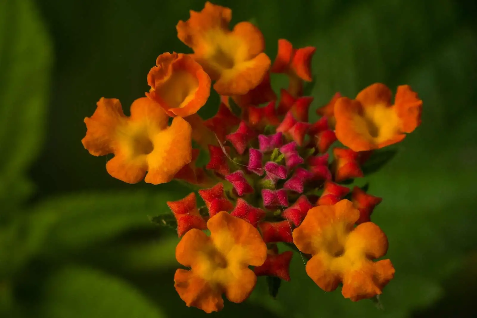an orange and red flower with green leaves in the background
