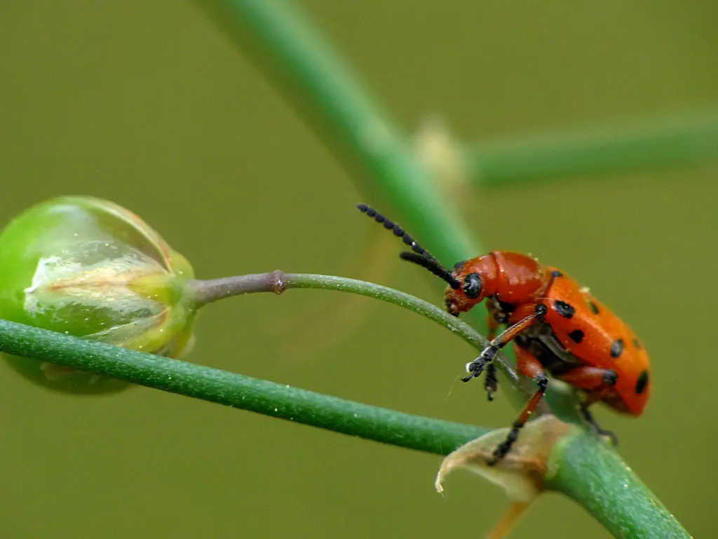 Asparagus Beetle