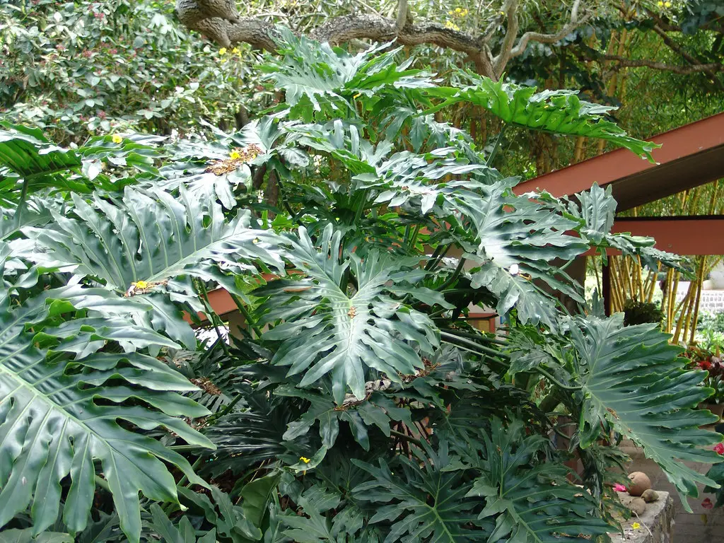 Philodendron Selloum