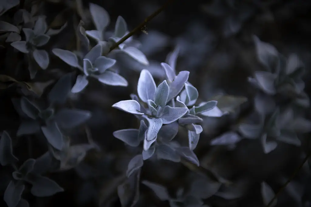 White Sage plant