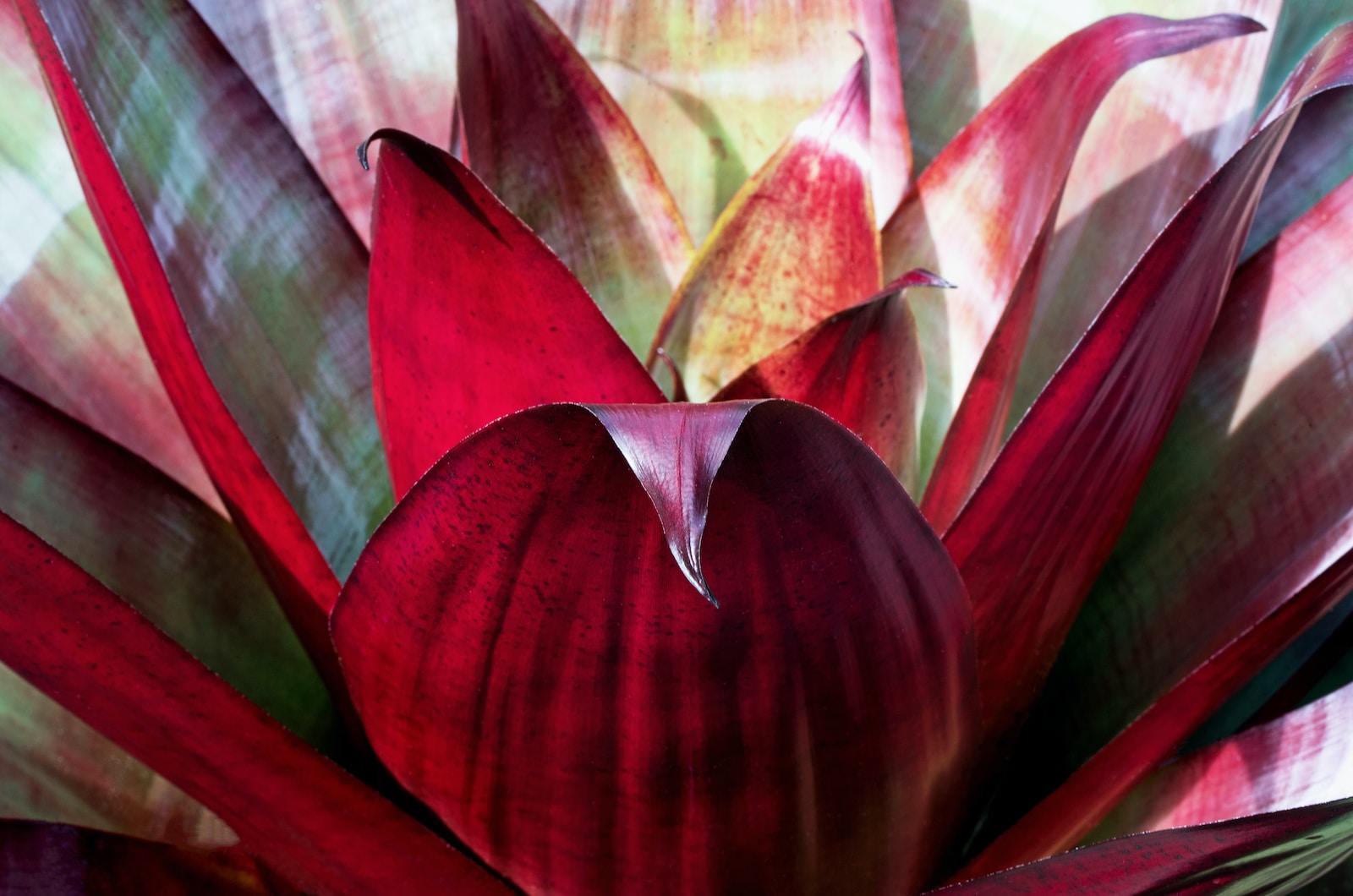 Bromeliads