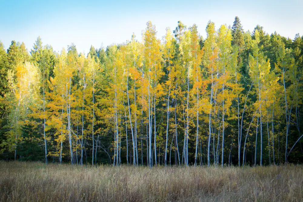 How To Grow & Care For Aspen Trees - PlantPropagation.org