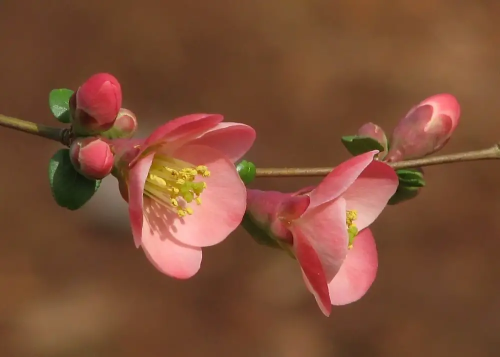 How To Grow & Care For Flowering Quince