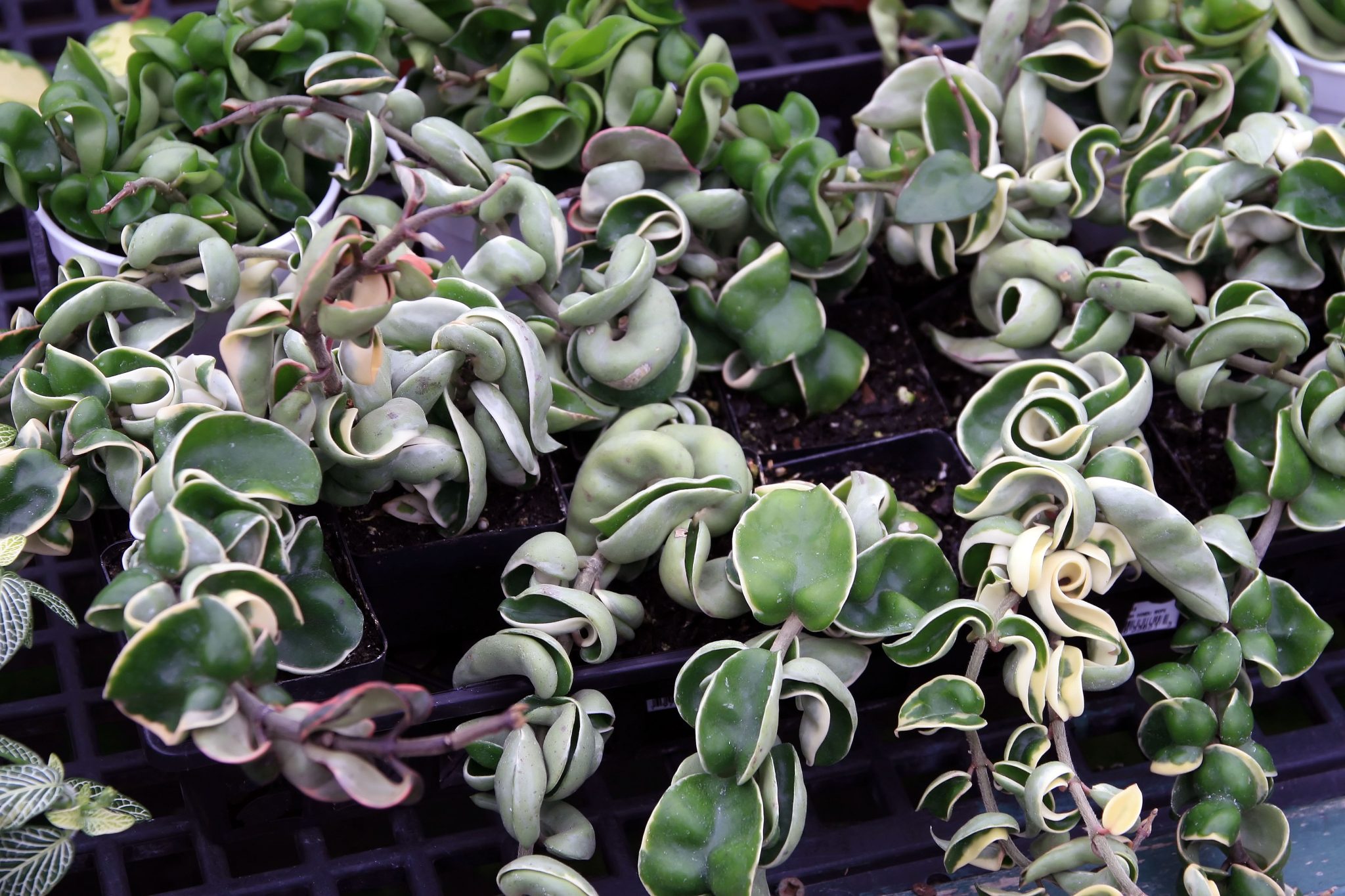 How To Grow & Care For the Hindu Rope Plant - PlantPropagation.org