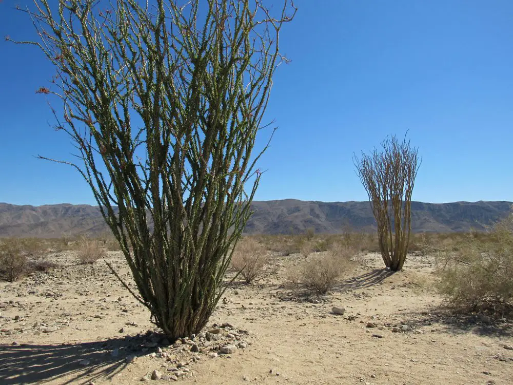 How To Grow & Care For the Ocotillo Plant