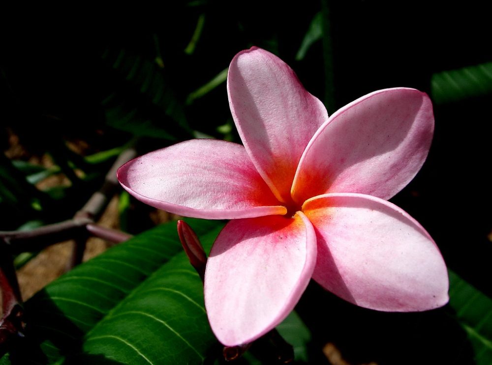 How To Grow & Care For Plumeria - PlantPropagation.org