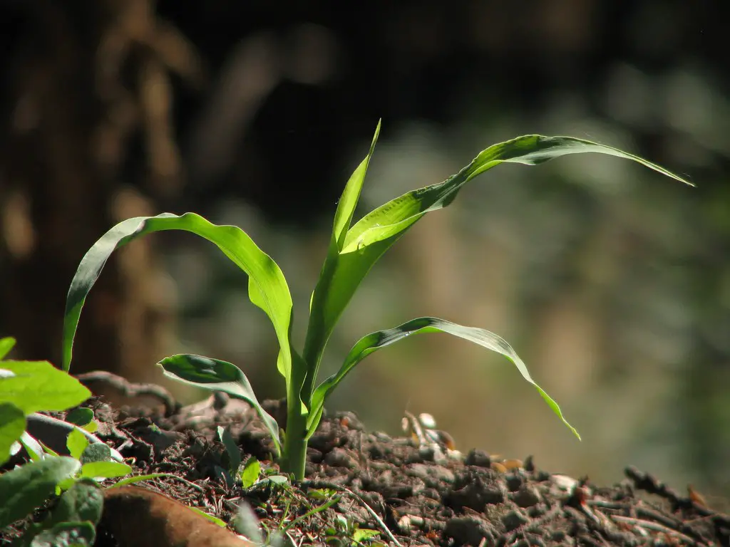 Corn Plant