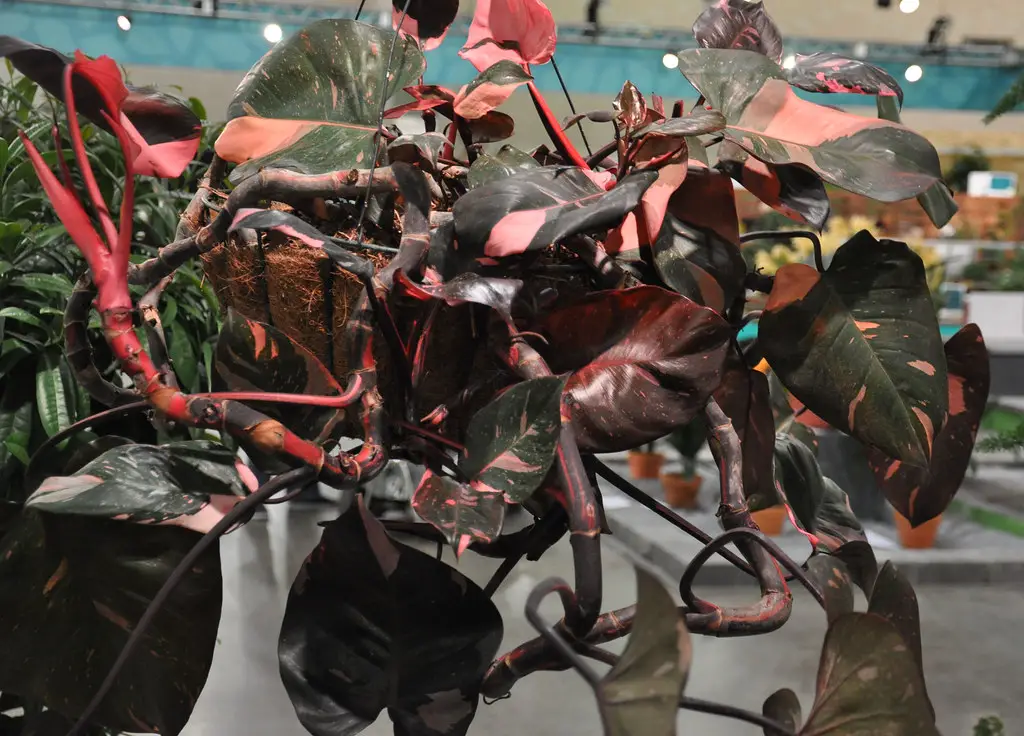 Philodendron Pink Princess