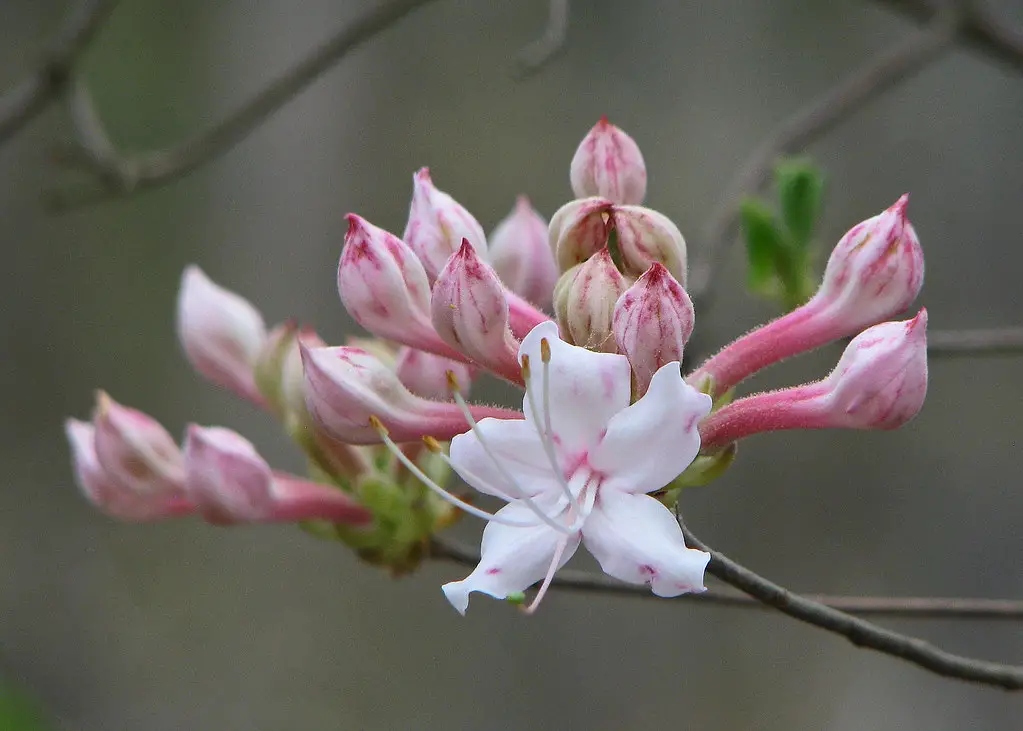 Native Azaleas