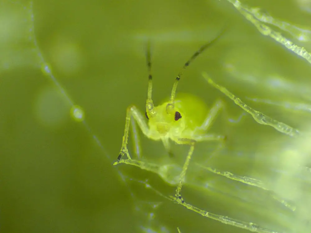 Aphids: The Tiny Giants of the Insect World - PlantPropagation.org