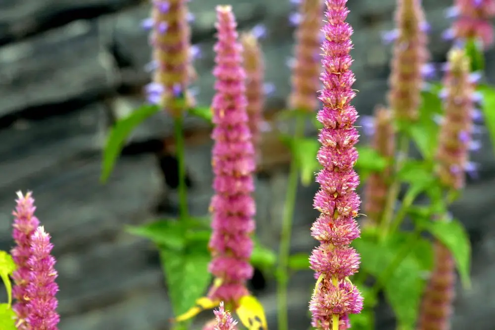 How To Grow & Care For Agastache - PlantPropagation.org