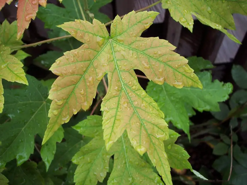 How To Grow & Care For Silver Maple