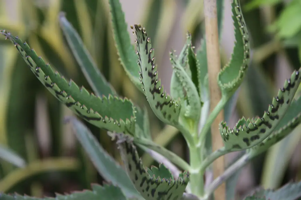 Devil's Backbone plant