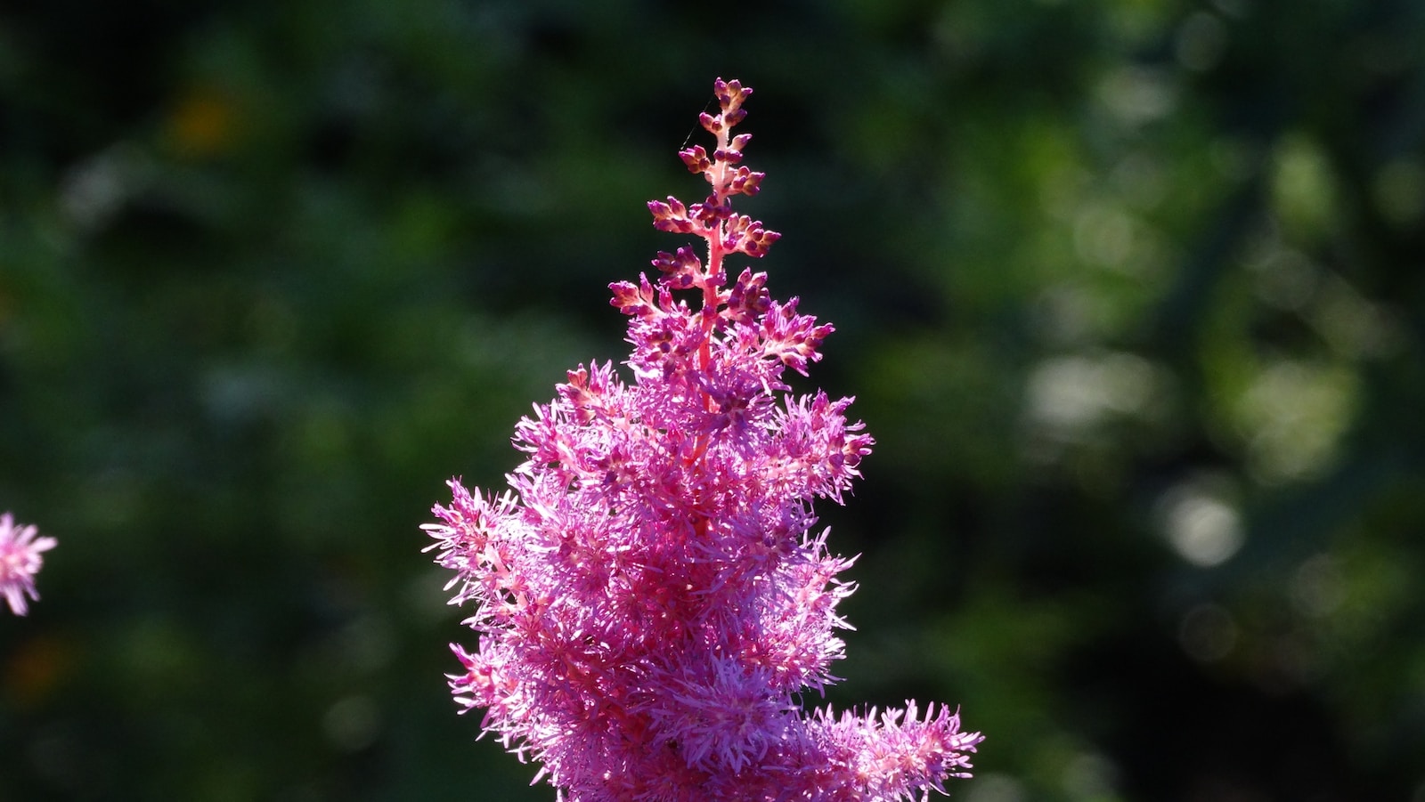 Astilbe