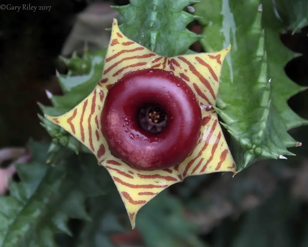 How To Grow & Care For the Lifesaver Cactus - PlantPropagation.org