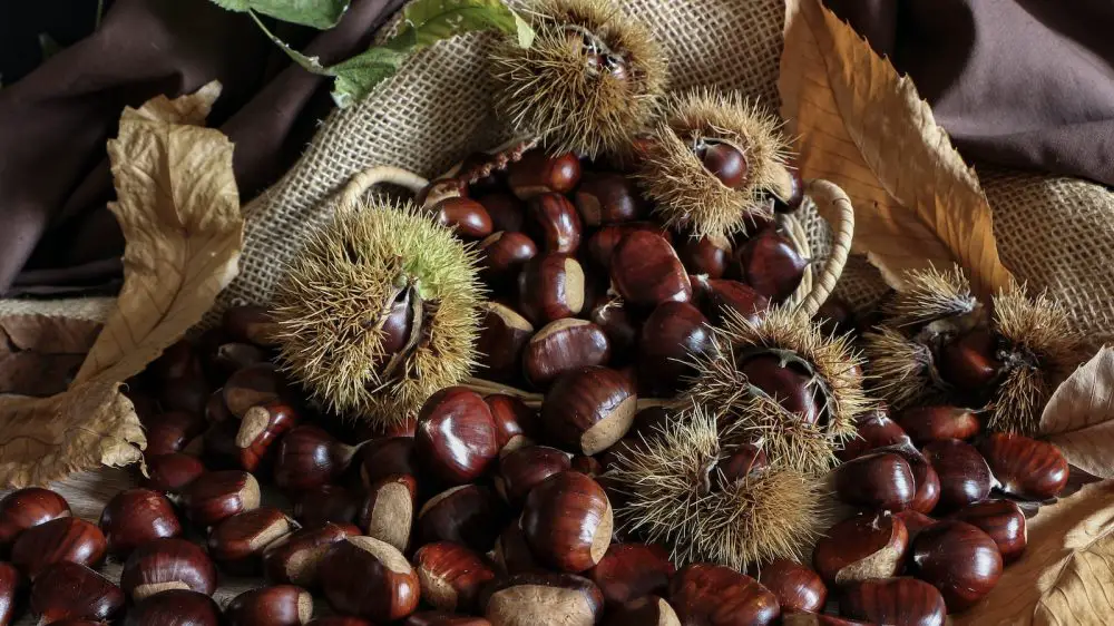 How To Grow & Care For Chestnuts - PlantPropagation.org