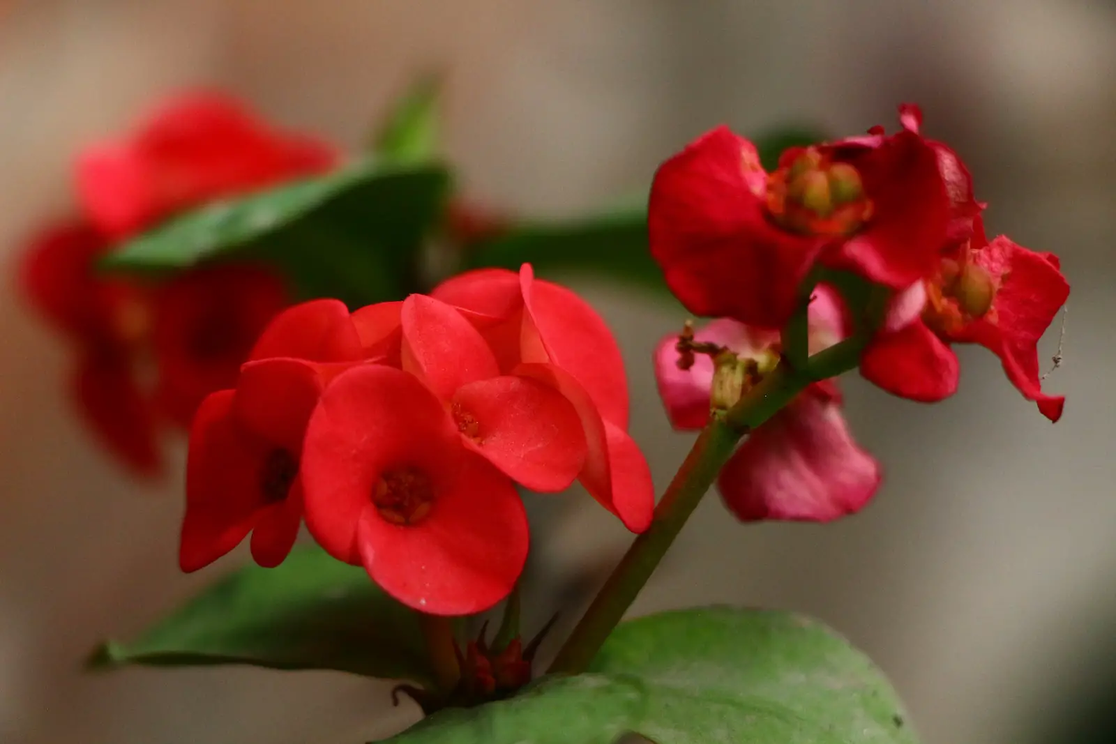Crown Of Thorns plant