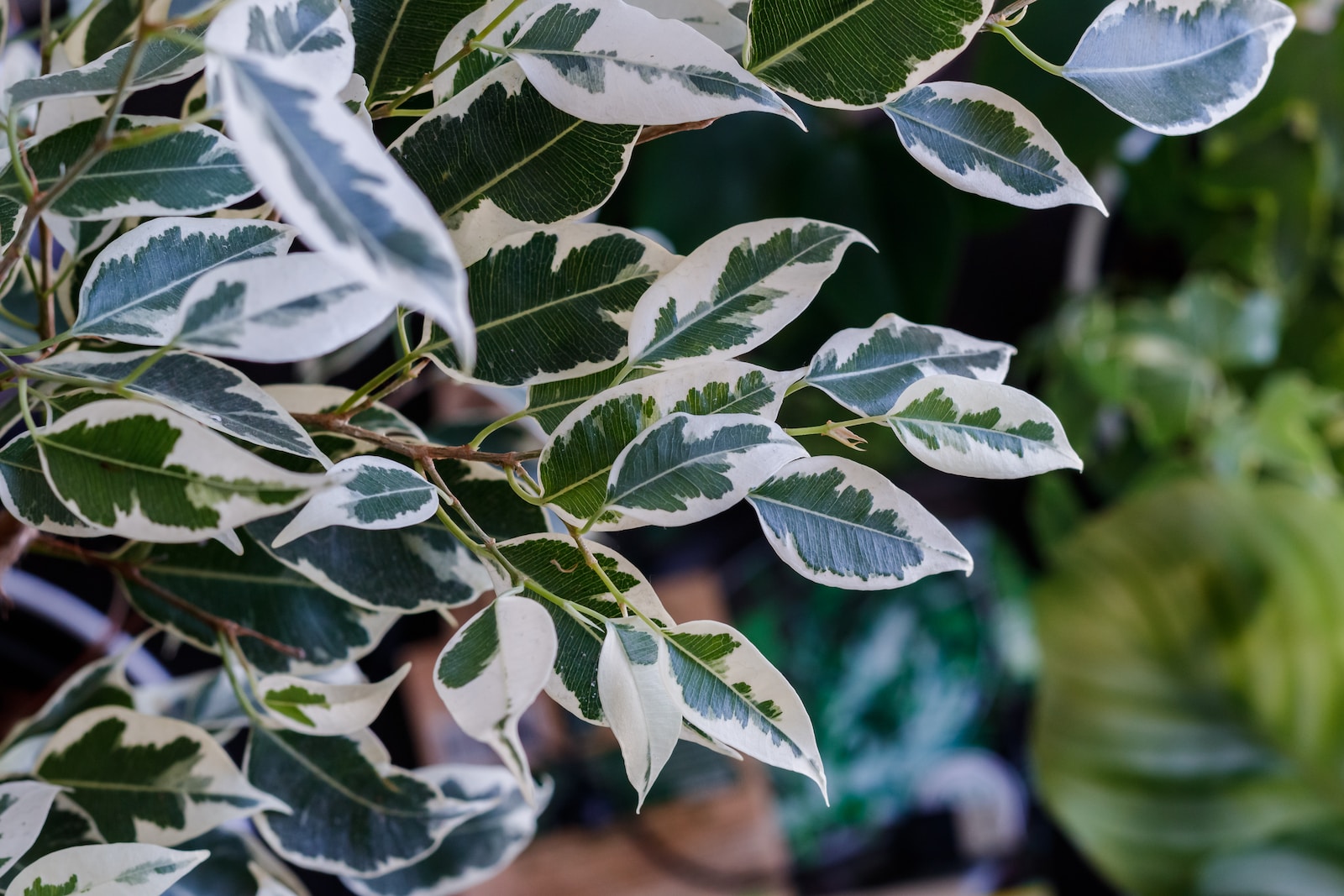 Ficus Tineke