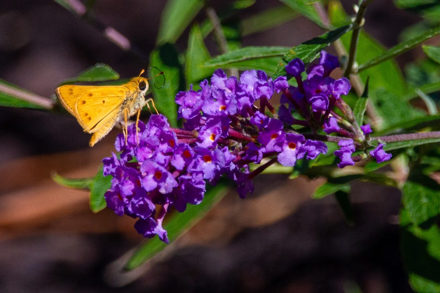 How To Grow & Care For Butterfly Bush