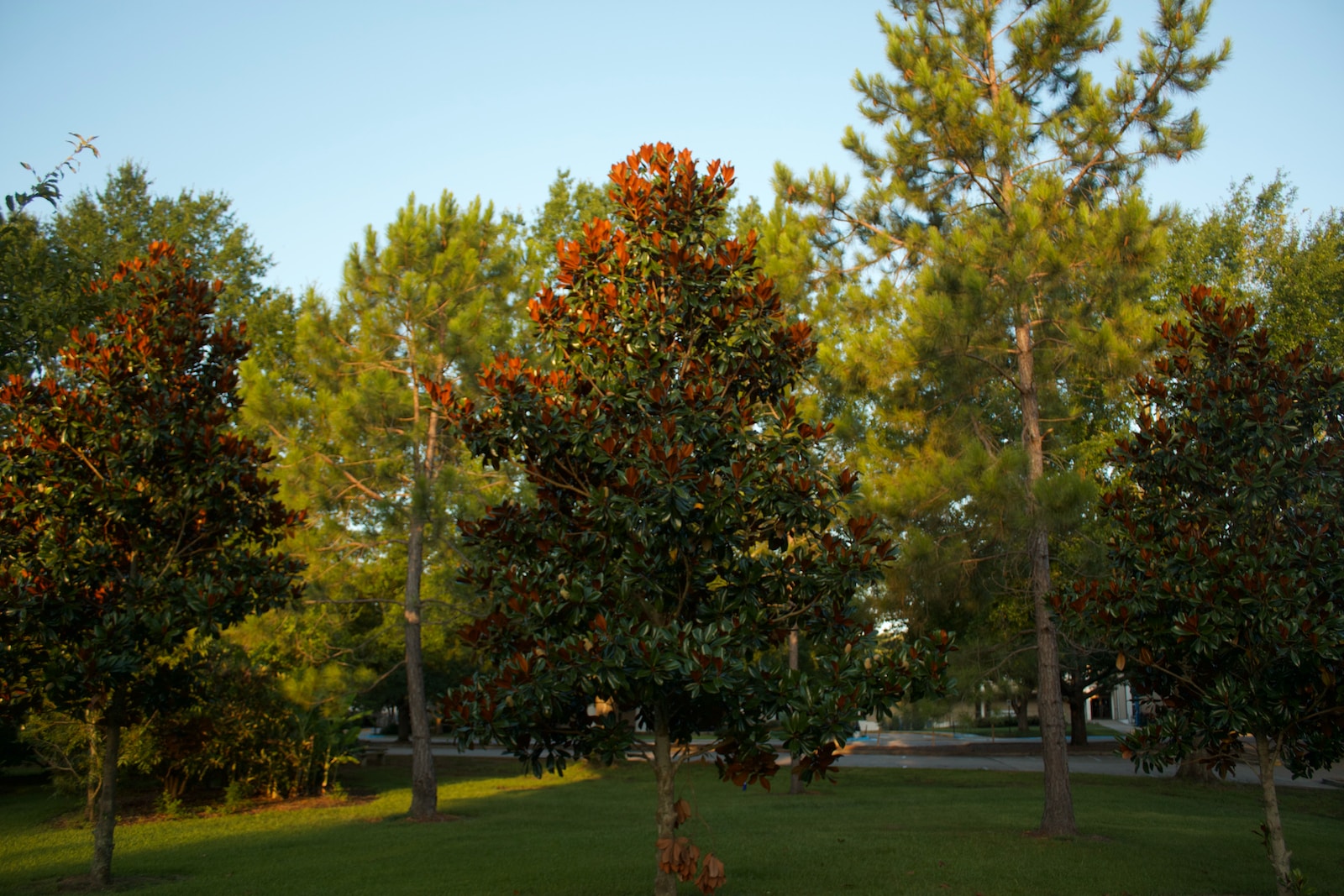 Magnolia Trees