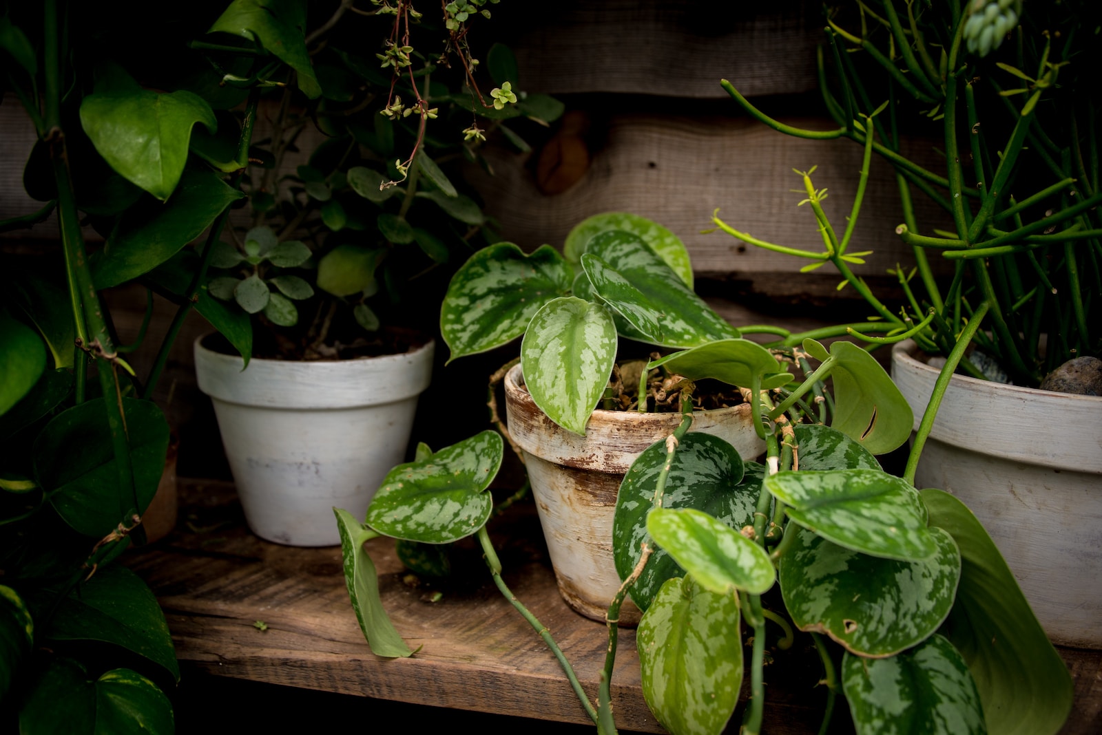 Jade Pothos