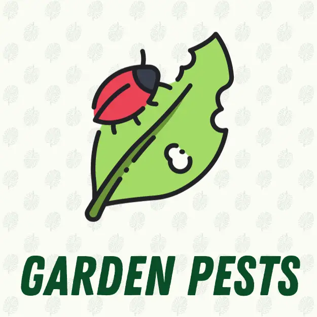 Garden Pests
